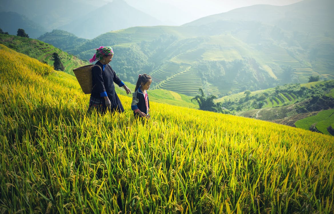 Picture of a farmer in a rice field.